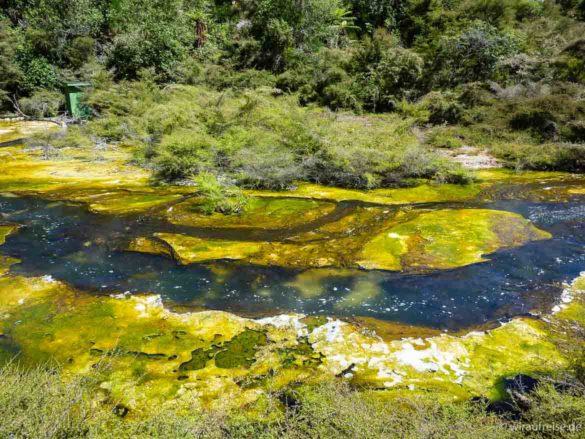 Kochender Fluss im Waimangu Vulkan-Valley bei Rotorua, zu sehen sind brodelndes Wasser und grüngelbe, hitzeresistente Algen